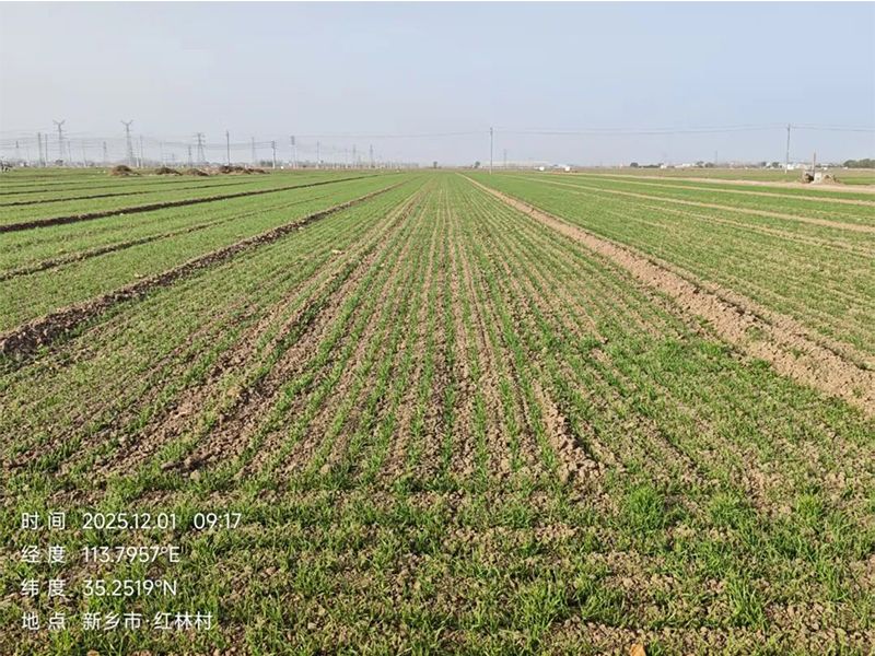 【征集合作方】国审小麦品种 德宏福麦11技术许可公开转让